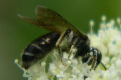 <i>Chelostoma florisomne</i>