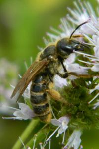 <i>Halictus scabiosae</i>