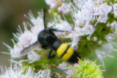 <i>Scolia hirta</i>