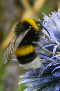 <i>Bombus lucorum</i>