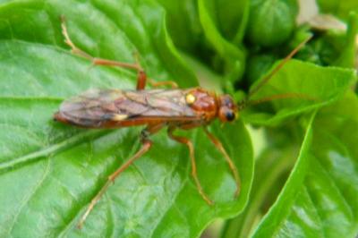 <i>Tenthredopsis nassata</i>