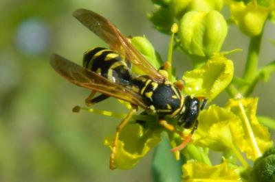 <i>Polistes dominula</i>