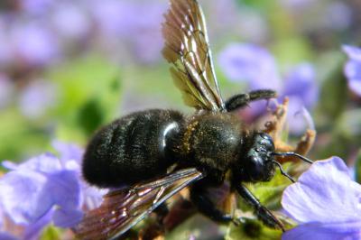 <i>Xylocopa violacea</i>