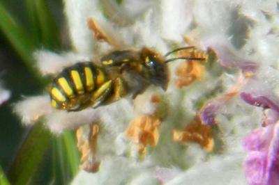 <i>Anthidium florentinum</i>