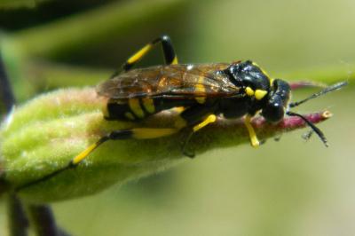 <i>Macrophya montana</i>