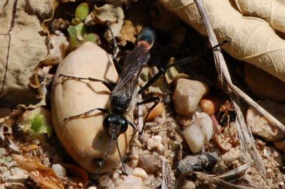 <i>Ammophila sabulosa</i>