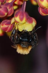<i>Andrena fulva</i>