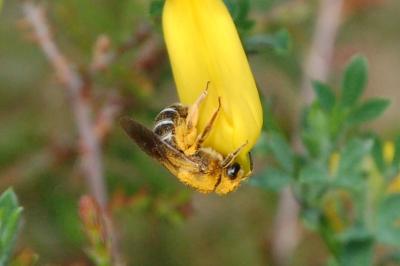 <i>Halictus rubicundus</i>