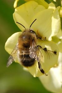 <i>Anthophora plumipes</i>