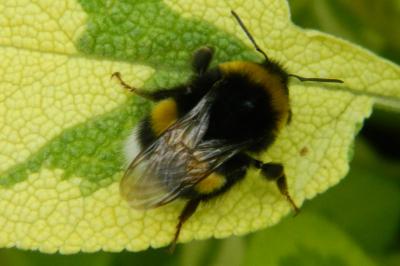 <i>Bombus lucorum</i>
