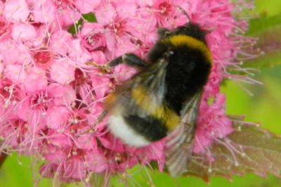<i>Bombus lucorum</i>