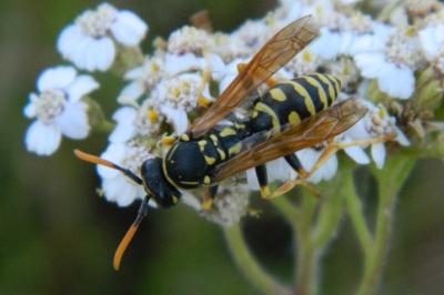 <i>Polistes dominula</i>
