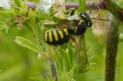 <i>Anthidium florentinum</i>