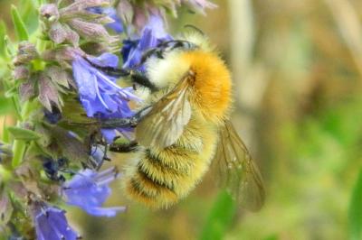 <i>Bombus pascuorum</i>