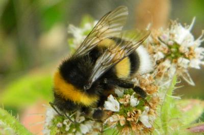 <i>Bombus terrestris</i>