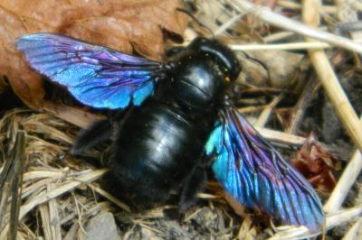 <i>Xylocopa violacea</i>