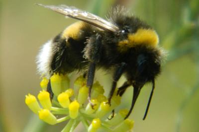 <i>Bombus terrestris</i>