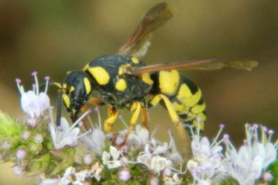 <i>Ancistrocerus nigricornis</i>