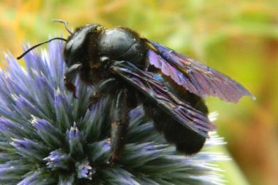<i>Xylocopa violacea</i>