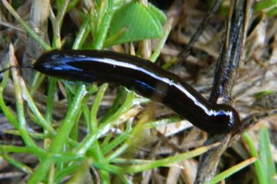 <i>Caliroa cerasi</i>