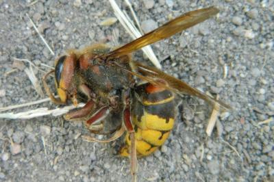 <i>Vespa crabro</i>