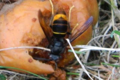 <i>Vespa velutina</i>
