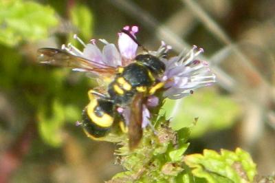 <i>Ancistrocerus nigricornis</i>
