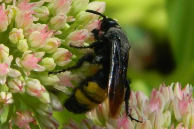 <i>Scolia hirta</i>