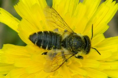 <i>Megachile centuncularis</i>