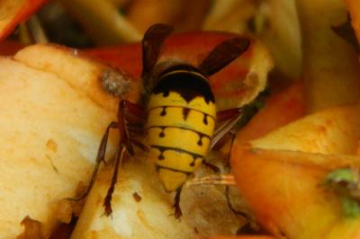 <i>Vespa crabro</i>