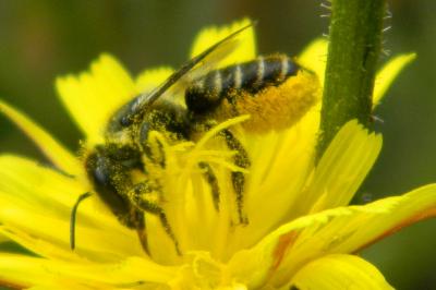 <i>Megachile centuncularis</i>