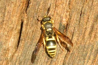 <i>Ancistrocerus nigricornis</i>