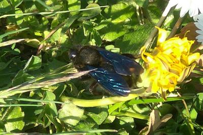 <i>Xylocopa violacea</i>