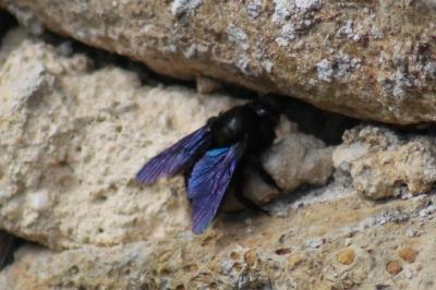 <i>Xylocopa violacea</i>