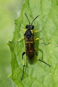 <i>Macrophya montana</i>