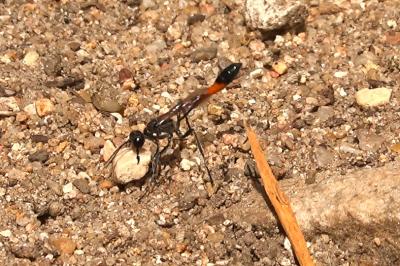 <i>Ammophila sabulosa</i>