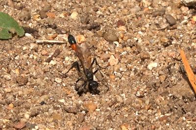 <i>Ammophila sabulosa</i>
