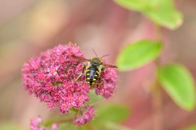 <i>Anthidium florentinum</i>
