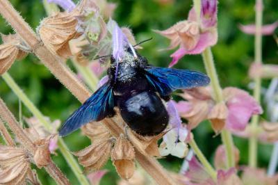<i>Xylocopa violacea</i>