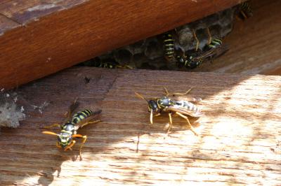 <i>Polistes dominula</i>