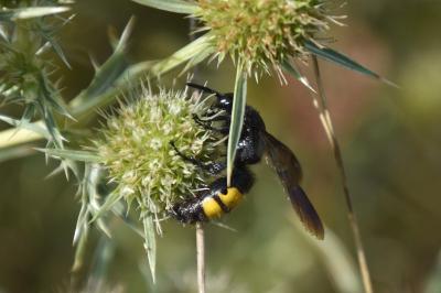 <i>Scolia hirta</i>