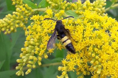 <i>Scolia hirta</i>