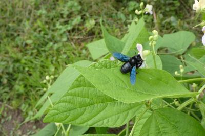 <i>Xylocopa violacea</i>