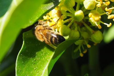 <i>Apis mellifera</i>