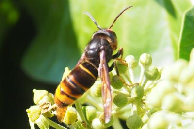 Vespa velutina