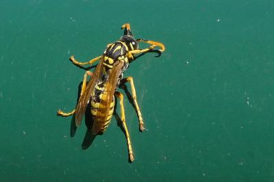 <i>Polistes dominula</i>