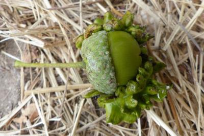 <i>Andricus quercuscalicis</i>