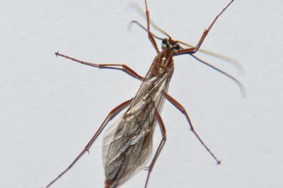 <i>Ophion obscuratus</i>