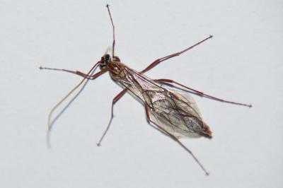 <i>Ophion obscuratus</i>