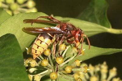 <i>Vespa crabro</i>